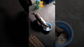 শম্ভু খাবি আয় 🐈#শম্ভু #খাবার 🧿#short#viralvideo #kitten  #cat #pet#funny #meow ♥️🇳🇪