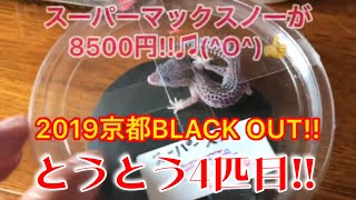 4匹目をお迎え!!京都BLACK OUTにて✌️