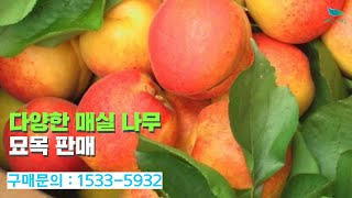 [신바람 플랜트 협력농가 판매상품  (나무장터.com)] 다양한 매실 나무 묘목 판매합니다