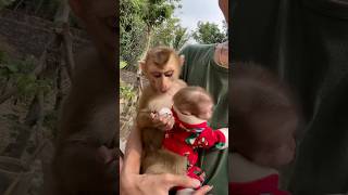 The bibi monkey really likes the pily monkey's red shirt