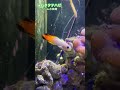 ハタタテハゼの兄弟／沼津港深海水族館［youtube水族館］