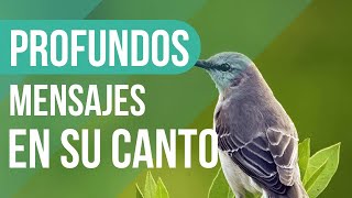 CANTO del CENZONTLE y su SIGNIFICADO 🐦 🎵