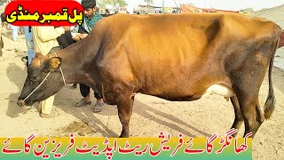 Today | Khangar Cows Fresh Rite update Feirsian Cow | pull qambar mandi | Jersey Cow