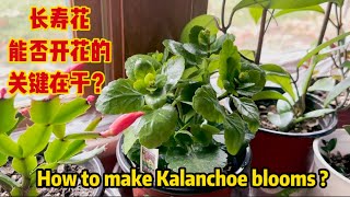 春季扦插的长寿花长花苞了，怎样才能让长寿花开花How to make kalanchoe blooms?#kalanchoe #长寿花