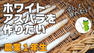 【田舎暮らし】ホワイトアスパラも作ってみたい【家庭菜園】