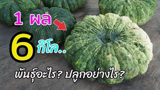 ฟักทอง 1 ผล หนักกว่า 6 กิโลกรัม ใช้พันธุ์อะไรและปลูกอย่างไร ไปดูกันครับ