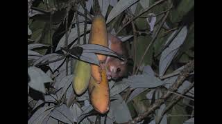 Nyctomys sumichrasti eating Jacaratia spinosa fruit