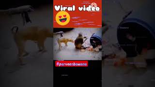 Funny video 😂 dog 🐶 play with monkey 🐵 #shorts #youtubeshorts