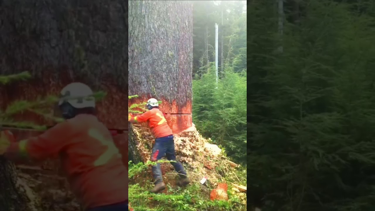 Tree Cutting Youtube