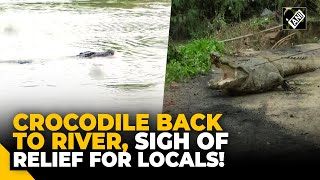 Rescued crocodile released in Vishwamitri River by Forest Department in Gujarat’s Vadodara