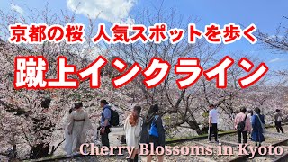 Kyoto Japan Walk/Cherry Blossom Viewing Spot Keage Incline /April 1st 2024 桜の名所蹴上インクラインを歩く