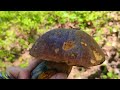 mushrooms 2023 first in may boletus edulis🟣 wow huge shock mushroom picking