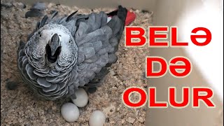 Jako dan bala almaq Belə də olur heç yoxdan yaxşıdır. Tutuquşular dünyası #parrot #animals #birds