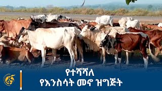 የተሻሻለ የእንስሳት መኖ ዝግጅት