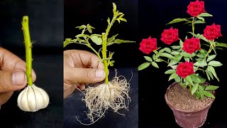 Rose propagation in garlic | Strange idea to grow roses from branch