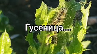 Гусеница на подсолнухах...