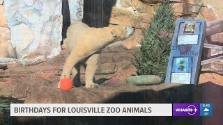 Louisville Zoo celebrates birthdays of beloved animals