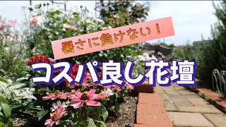 暑さに負けない！コスパ良し花壇