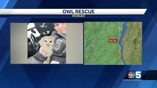 New York State Trooper helps owl in Moriah, NY