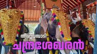 തിരുവമ്പാടി ചന്ദ്രശേഖരനും കൂട്ടാനകളും🔥 | മുതുവറ ശിവരാത്രി 🔥