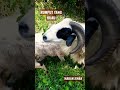 KAMBING DOMBAKU MAKAN RUMPUT SEGAR DI HUTAN