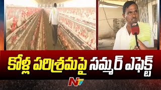 భానుడి ప్రతాపానికి కోళ్ల పరిశ్రమ విల విల | Summer Effect On Poultry Farming | Ntv