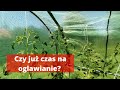 Czy już czas na ogławianie pomidorów? Jak i kiedy ogławiać pomidory?