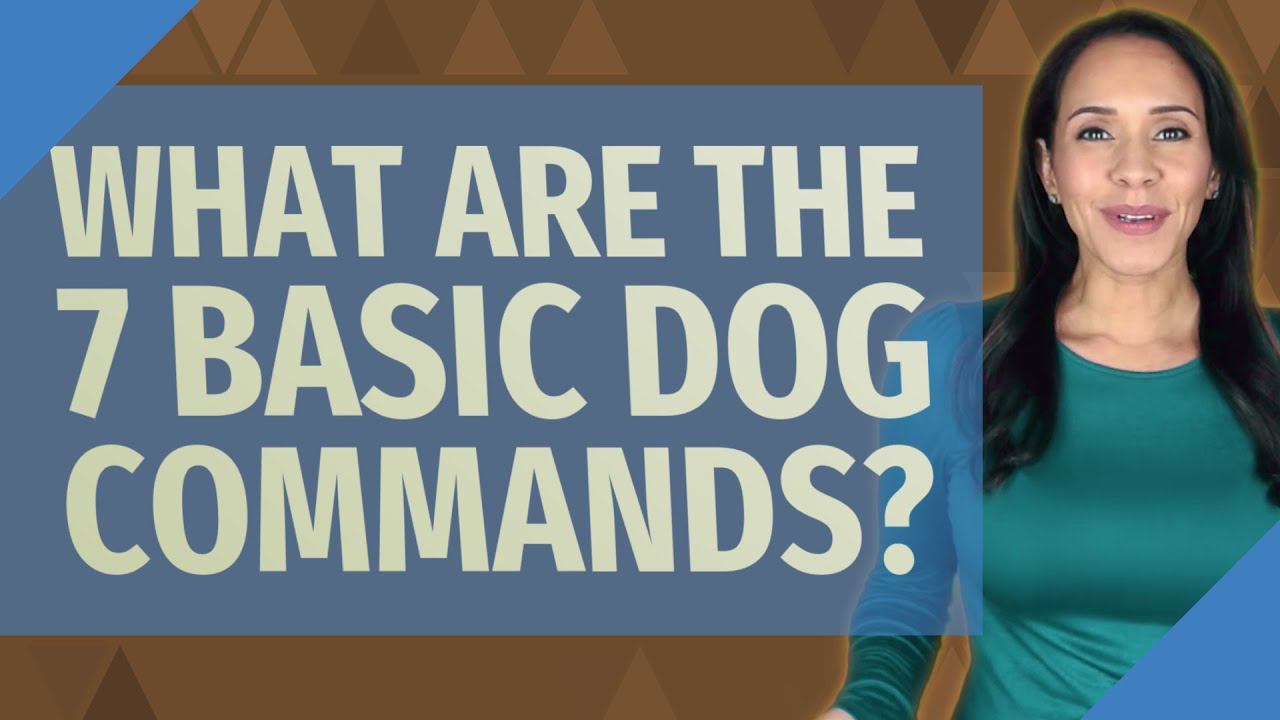 What Are The 7 Basic Dog Commands? - YouTube