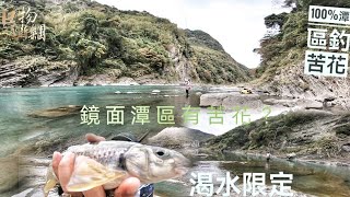 釣魚狂人4K  大漢溪，鏡面潭區有苦花？，釣苦花選無流潭區第一人，苦花洄游性魚類，六呎雙呎上，釣魚心得大公開，Stream Fishing Taiwan