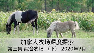 加拿大农场探索3 综合农场(下) 2020年9月