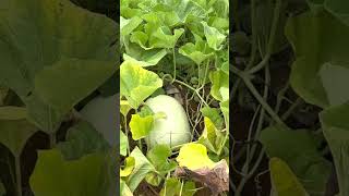 പാടത്ത് പച്ചക്കറി കൃഷി|Vegetable Farm|വേനൽക്കാല പച്ചക്കറി കൃഷി|വിഷമില്ലാത്ത പച്ചക്കറികൾ|