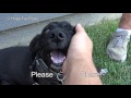 Abandoned dog gets hit by a car and then tries to escape from rescuers! #hope