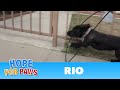 Abandoned dog gets hit by a car and then tries to escape from rescuers! #hope