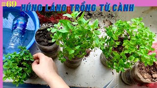 #69 cách trồng húng láng - húng cây bằng cành dễ trồng ra nhánh khoẻ | grow basil from branches