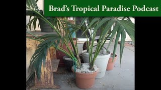 How to divide and repot Kentia palms
