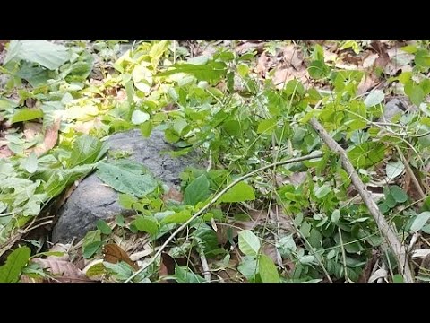 Silvicultural Operations Youtube