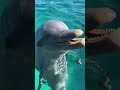 Dolphins at Isla Mujeres