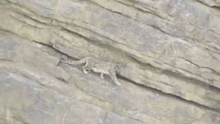 Snow Leopard falls down from cliff: even the mighty can falter