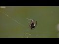 Amazing spider baffles scientists with huge web  The Hunt - BBC