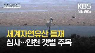 인천 갯벌, 세계자연유산 등재의 열쇠 되나? / KBS 2021.07.17.