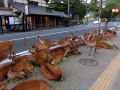 horde of deer occupying the road at nara. 奈良公園の鹿達、道路を占領して涼を取る