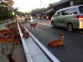 horde of deer occupying the road at nara. 奈良公園の鹿達、道路を占領して涼を取る