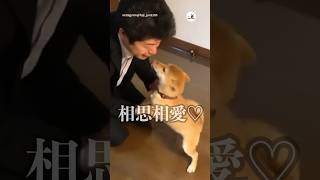 お待ちかねのパパを堪能する柴犬ちゃん｜PECO #子柴 #柴犬 #子犬 #子犬のいる暮らし #puppy #puppylife #puppylove #shibainu #shiba