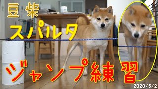 【柴犬】トイレットペーパーチャレンジのリベンジ目指して。ジャンプ修行をする豆柴ゆず / Shiba inu trained the jump for toilet paper challenge.