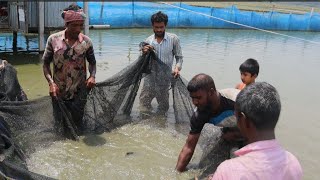 মাছ বাড়ির শেষ হারভেস্টিং। সহজ পদ্ধতিতে মাছ চাষ ।রুবেল মিয়া।