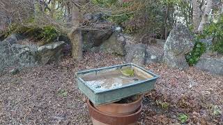 野鳥を庭に　240211水場　メジロ　シジュウカラ　スズメ　ヒヨドリ