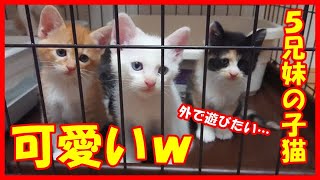 【5兄妹の子猫が可愛いｗ】保護猫の５兄妹、保護して１週間が経ちました