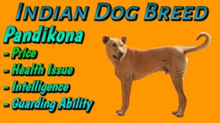 Pandikona Dog [Indian Dog Breed] Review || Dogs Junction.