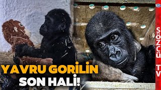 Türkiye Bu Yavru Gorili Konuşuyor! Sözcü TV Son Halini Görüntüledi! 'Sağlığı İyi Keyfi Yerinde'