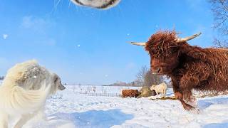 Farm Animals vs. Snow